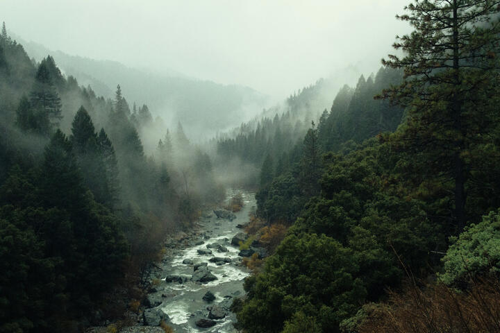 Foggy forest surrounding a river.